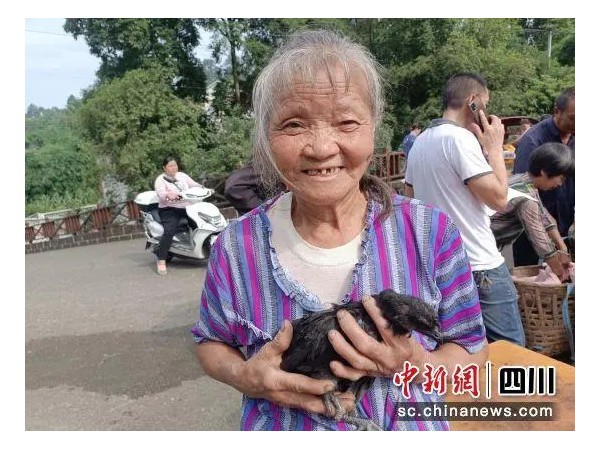 泸州合江：林下“跑步鸡” 跑出乡村振兴致