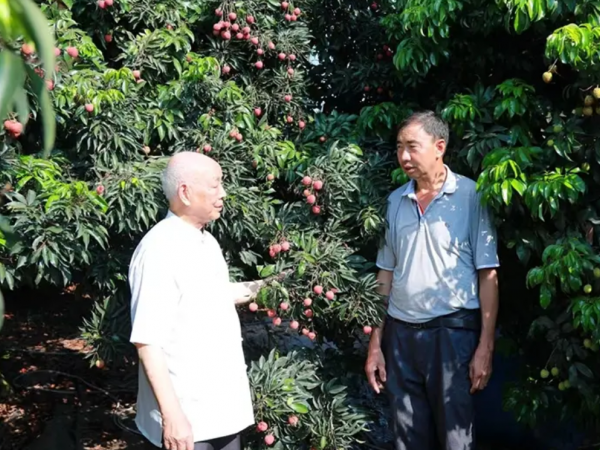 合江：喷灌技术 助力荔枝丰收