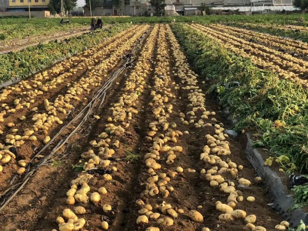 泸州合江推广土豆免耕种植技术助力农户增收