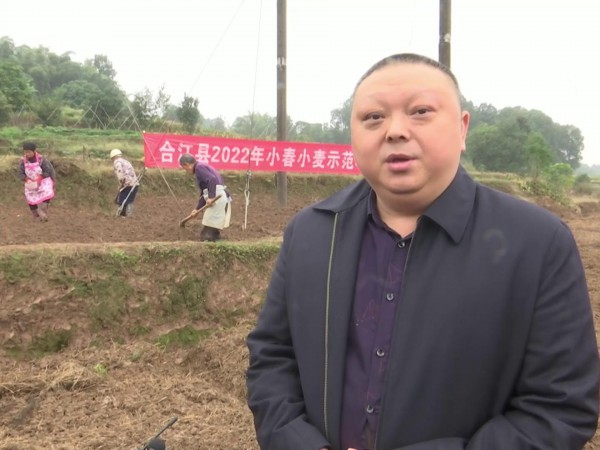 合江县：示范推广小麦种植技术，促进群众增