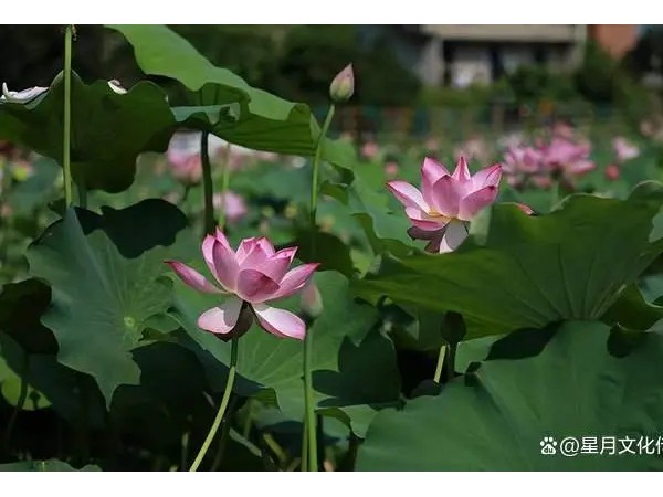 合江县凤鸣镇：“莲虾鱼”套养打造乡村振兴